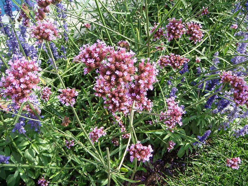 185 Longwood Gardens [2008 August 23].JPG - Longwood Gardens in Pennsylvania